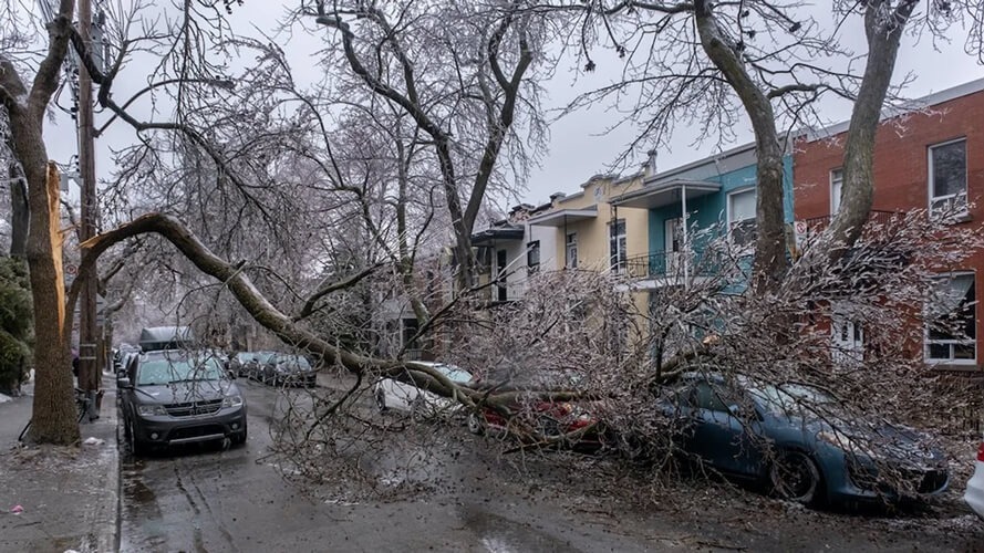 a-fallen-tree-on-a-montreal-residential-street